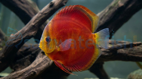 Red Cover Discus
