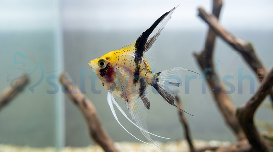 Red Devil Juvenile Angelfish