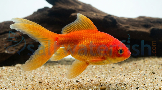 Red Fantail Goldfish