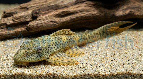 Red Fin Thresher Plecostomus L-116