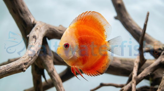 Red Melon Discus