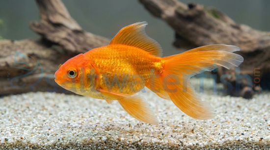 Red Pom Pom Goldfish