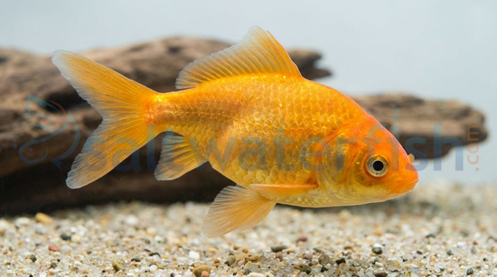 Red Ranchu Goldfish