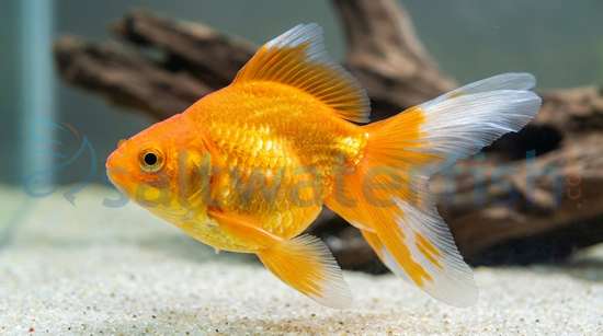 Red Ryukin Goldfish