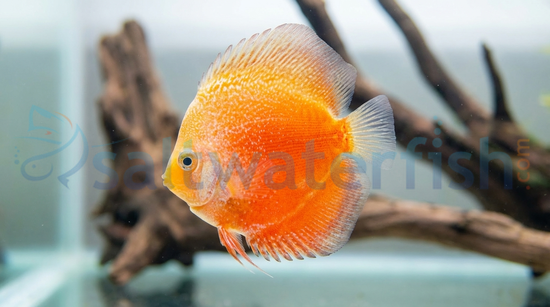 Red Stardust Snakeskin Discus