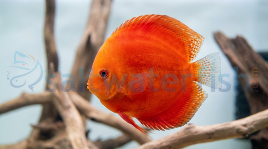 Red Valentine Discus