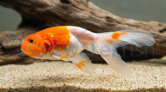 Red & White Bubble Eye Goldfish