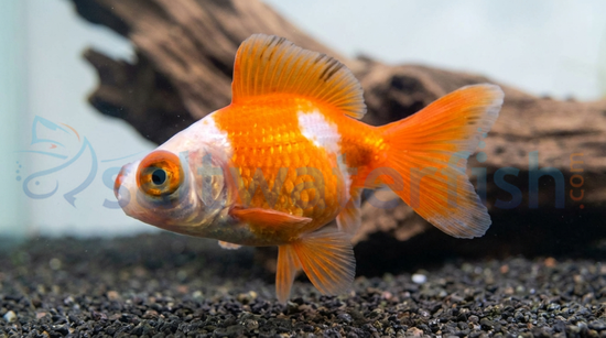 Red & White Butterfly Goldfish