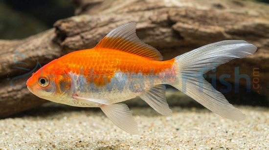 Red & White Comet (Sarasa) Goldfish