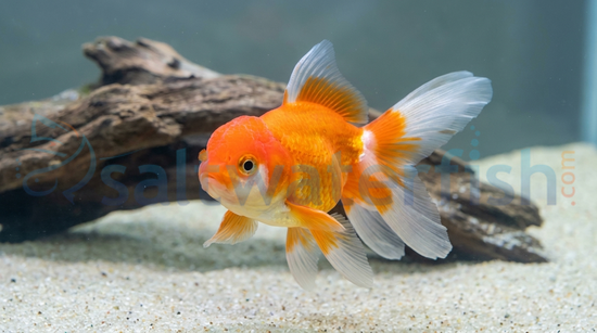 Red & White Oranda Goldfish