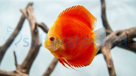 Red Wine Discus