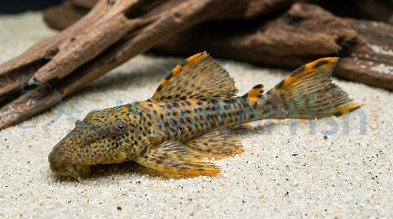 Redfin Plecostomus L-091