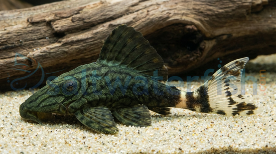 Royal Plecostomus L-191