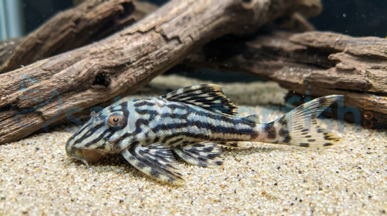 Royal Xingu Plecostomus L-027