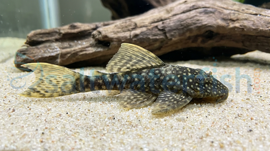 Sailfin Bushy Nose Plecostomus