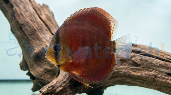 San Merah Discus