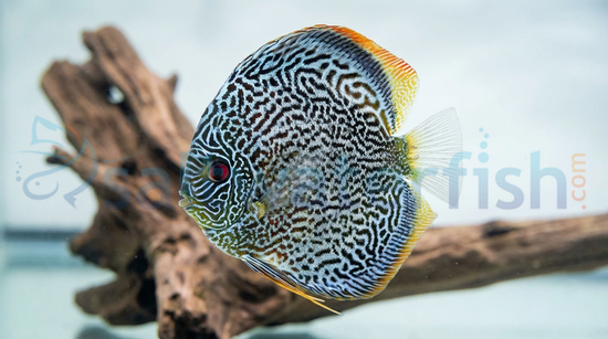 Scorpion Blue Spotted Discus
