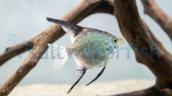 Seagull Angelfish