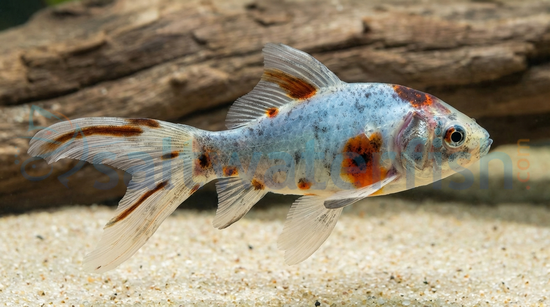 Shubunkin Goldfish