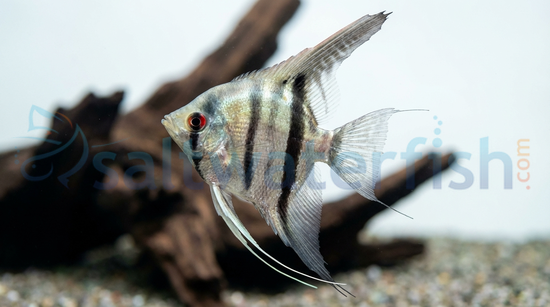 Silver Angelfish
