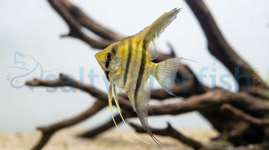 Silver Veil Angelfish