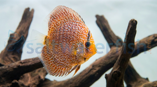 Snakeskin Red Spotted Discus
