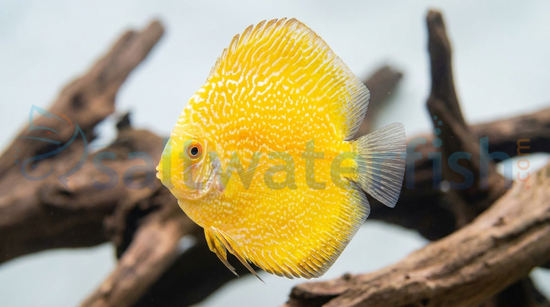 Snakeskin Yellow Discus