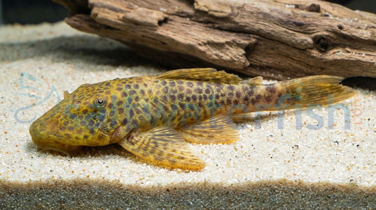 Sovichthys Rubbernose Plecostomus