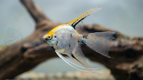 Star Burst Angelfish