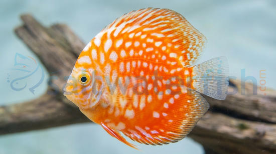 Stardust Discus