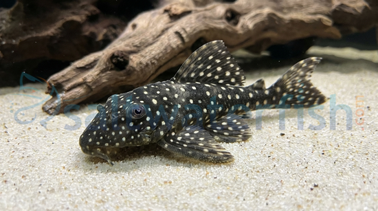 Starlight Bristlenose Plecostomus L-182