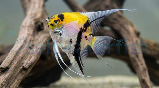 Super Red Devil Angelfish