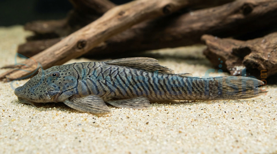 Thomsoni Rubbernose Plecostomus