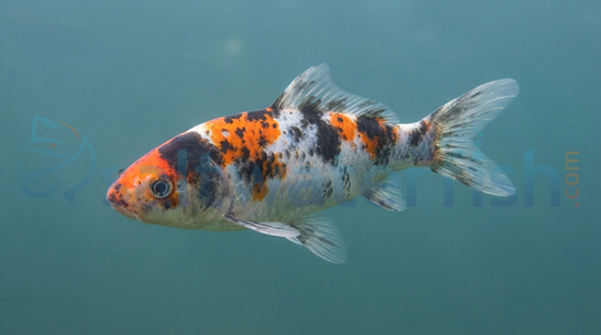 Tri Color Koi