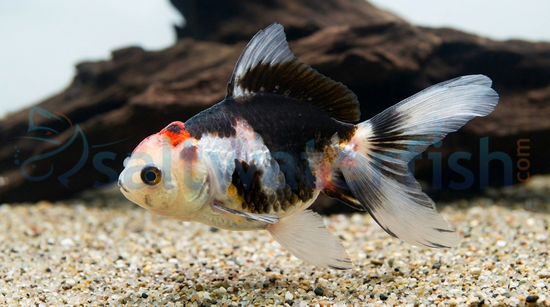 Tricolor Oranda Goldfish
