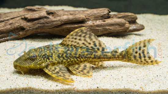 Trinidad Plecostomus