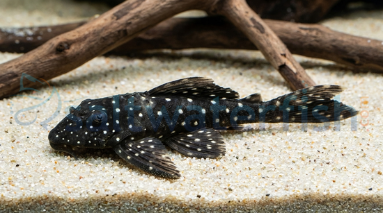 Vampire Plecostomus