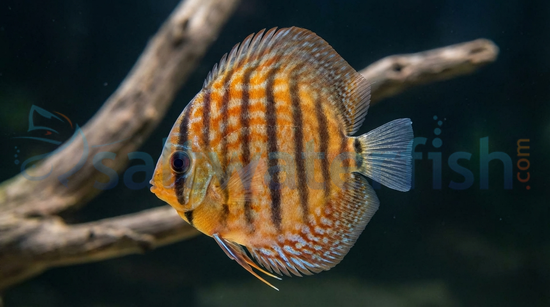 Vietnam Turquoise Discus