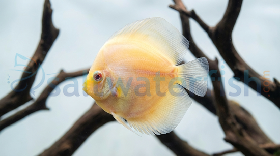 White Diamond Discus