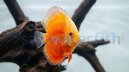 White & Red Discus