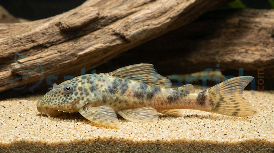 Worm Line Plecostomus L-121