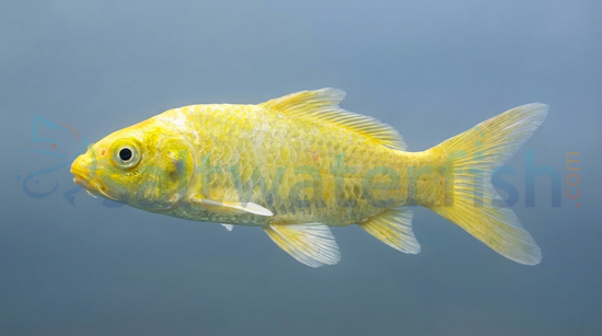 Yamabuki Ogon Koi
