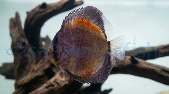 Yellow Ghost Discus