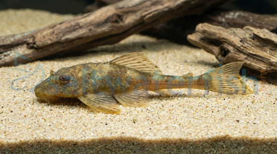 Yellow Plecostomus
