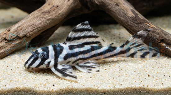 Zebra Altimira Plecostomus L46
