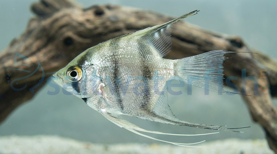 Zebra Lace Angelfish