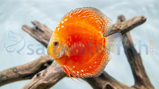 Rafflesia Discus