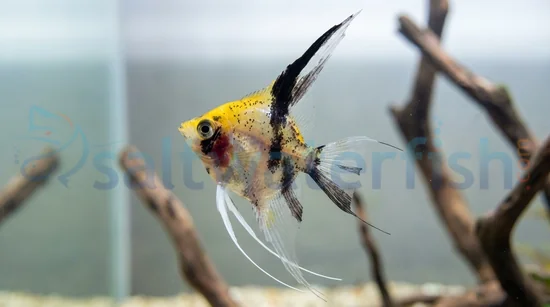 Red Devil Juvenile Angelfish