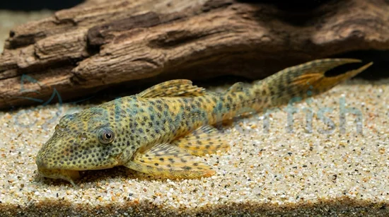 Red Fin Thresher Plecostomus L-116