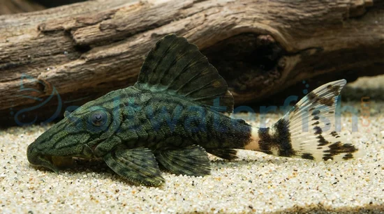 Royal Plecostomus L-191
